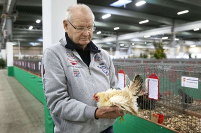 Paul Jensen fra Herning har været medlem af Herning Fjerkræforening i næsten 70 år, og han holder af de særprægede Chabo-høns i den krøllede udgave. Der findes også en glat variant. FOTO: TOM LAURSEN