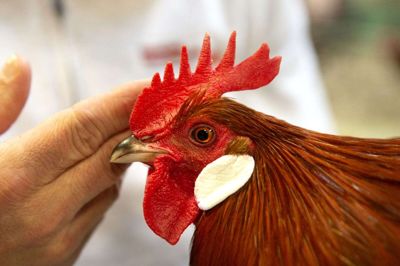 En flot hanekam og hvide øreskiver er blot noget af det, dommerne har set på, da de tidligere på ugen skulle bedømme eksemplarer af danske landhøns. De er sammen med ænder, gæs og kalkuner udstillet ved landsudstillingen i MCH Messecenter Herning lørdag og søndag. FOTO: TOM LAURSEN