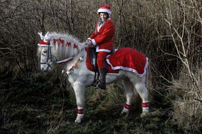 Den hvide islandske hest passer til julens farver med det røde dækken med lys i, rudolf-hue med sløjfer i og julekugler om halsen. Nathja Viborg Hattens rider i sit nissekostume, så mere julet og hyggeligt kan det næsten ikke blive. Hesten, som hun red på sidste år, har hun solgt, så det er Spóon, der får sin debut som julehest i morgen. foto: Henrik Ole Jensen