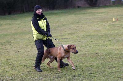Fuldt fokus på »byttet« i form af plastikstrimler. Jette Pedersen fra Bording skal holde godt fast i »Chuma«, inden jagten går ind. foto: flemming hansen