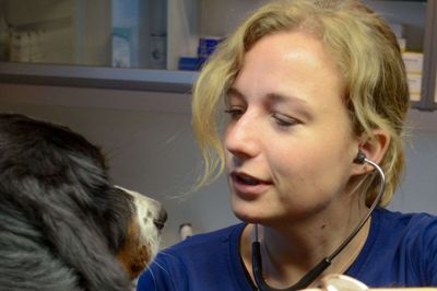 Med en beroligende hånd på berner sennen-hundens ryg går dyrlæge Josefine Mosegaards undersøgelse af Keita problemfrit. Foto: Lars Hove-Olesen
