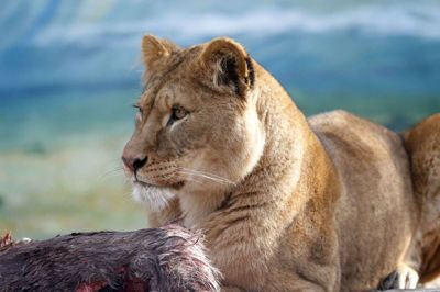 Den ene af hunløverne går nu sammen med dyreparkens hanløve, og det kan gæsterne se, når Jyllands Park Zoo efter planen åbner igen på lørdag. Foto: Henrik Ole Jensen