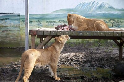 Jyllands Park Zoo har fået to løvinder, som zooen var klar til at vise frem sammen med en ny hanløve, men det må vente på grund af coronavirussen. Foto: Flemming Hansen