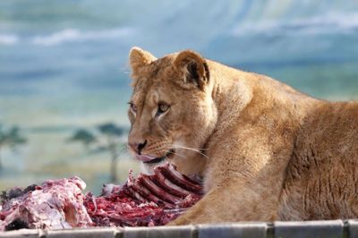 De to nye løvinder i Jyllands Park Zoo har endnu ikke haft nogen gæster uden for buret at skæve til. Indehaveren af den zoologiske have, Ove Nordestgaard, håber at kunne åbne lige efter påske. foto: flemming hansen
