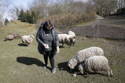 Dorte Nørager Sila, der er privat børnepasser, går selv ture ned til fårene og deres nyfødte lam på engen i Skarrild for tiden. Hun plejer at have de fem børn, hun passer, med. Men dem må hun undvære for tiden. I stedet har hun sendt en video til børnene, så de også kan opleve dyrene. foto: Flemming Hansen