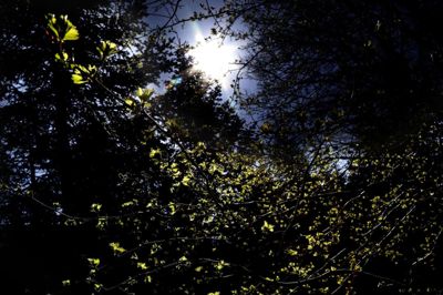 Naturen er et oplagt udflugtsmål i disse corona-tider. Hos Skovsnogen har man det til overflod med 25 hektar skov og med over 80 kunstværker. foto: Henrik OLe Jensen