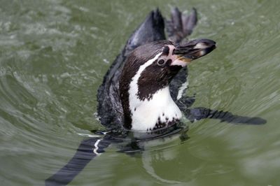 Pingvinerne i Jyllands Park Zoo må kigge langt efter gæsterne den næste måned. Først 8. juni er der grønt lys for besøgende. Foto: Flemming Hansen