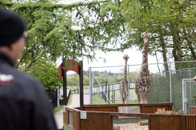 Girafferne var i det nysgerrige hjørne, da Herning Folkeblad kom på uventet visit i Jyllands Park Zoo søndag middag. Foto: Tom Laursen