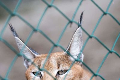 Karakalen i Jyllands Park Zoo venter på sin mage, der skal komme fra en zoologisk have i Polen, og måske er det den, der bliver spejdet efter. Foto: Tom Laursen