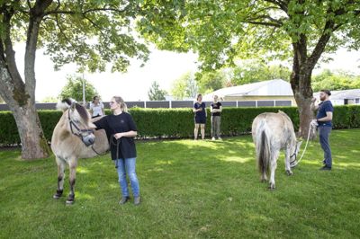 Martin Remme Larsen og Maria Hindkjær fik afbrudt deres søndag eftermiddag, da de valgte at få styr på to løbske heste midt i Lind. Foto: Tom Laursen