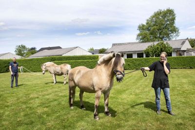 I tre timer stod Maria Hindkjær og Martin Remme Larsen og passede på to fremmede heste midt i Lind. Hestene er kommet hjem til deres ejer i Hodsager. Foto: Tom Laursen