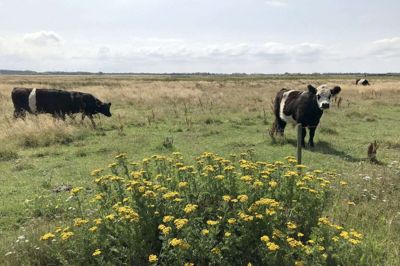 Der er plads til lokale natur-nationalparker i den kommende Nationalpark Skjern Å. Foto: PR-foto