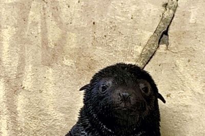 Jyllands Park Zoo har fået ny beboer - med høj Disney-faktor: Foto: Privatfoto
