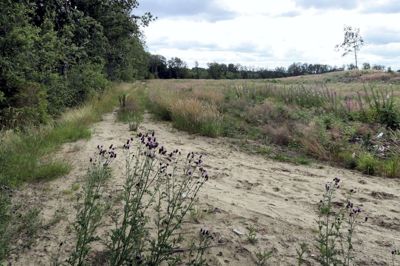 Skovvejene i Rind Plantage er efterhånden vokset så meget til, at man ikke længere kan se, at de er bygget op af ulovligt byggeaffald, som Herning Kommune har bedt plantagens bestyrelse om at fjerne. Foto: Bo Lundgaard