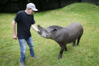 Dyrepasser Ernst Wittrup fylder 75 år på lørdag. Her er han fotograferet sammen med en tapir. - Jeg passer ikke længere tapirer, men det er et dejligt dyr. Og så er det Klaus’ yndlingsdyr, siger fødselaren med henvisning til sønnen Klaus. Foto: Flemming Hansen
