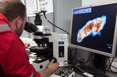 En forsker er ved at analysere del af en boreprøve fra Chicxulub-krateret ved Yucatán-halvøen i Mexico. Prøven er blevet hentet 1300 meter under havbunden fra krateret, hvor forskere mener, at den asteroide, der udryddede dinosaurerne, slog ned for 66 millioner år siden. Foto: Max Alexander/Science Photo Library/Ritzau Scanpix