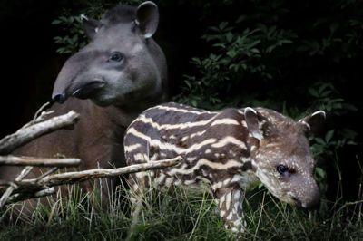 Tapirungen med det fine mønster blev født 25. juli, fortæller chefdyrepasser Jimmi Fejerskov, og den er nok værd at tage en tur i Jyllands Park Zoo for. Foto: Henrik Ole Jensen