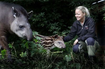 Marketing- og eventkoordinatoren i Jyllands Park Zoo har ikke noget yndlingsdyr. Hun holder af alle parkens dyr. Et af de mest kære er den lille tapir, som kun er lidt over en måned gammel. Hjemme har Marianne Alstrup en hund - en Maltipoo - som er en bomuldshund i miniudgave. - Og ænder og svaner i baghaven, siger hun. Familien Alstrup bor lige ned til Sunds Sø, og indimellem dapper ænderne rundt helt oppe på husets trappe. Foto: Henrik Ole Jensen