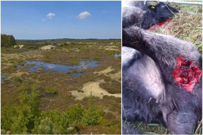 Ulveangrebet er sket i Stråsø-området ved Fuglsang Bro i nærheden af Vind Hede, hvor Storålam har to folde med får, der går til vinterafgræsning. Foto: Privatfoto