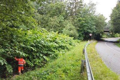 I store dele af Asien og Europa er der massive problemer med de invasive jungleplanter kæmpe-pileurt og japansk pileurt, der i 1800-tallet blev importeret som prydplanter i haver og parker. Pileurterne har en aggressiv vækst, og det er en besværlig, kostbar og vedholdende indsats at bekæmpe dem. På billedet ses Allan Scheufens, der er specialarbejder i entreprenørafdelingen. Han er 170 centimeter høj, hvilket ikke syner af meget, når han står ved en af kæmpeurterne. Foto: Thomas Vang Nielsen