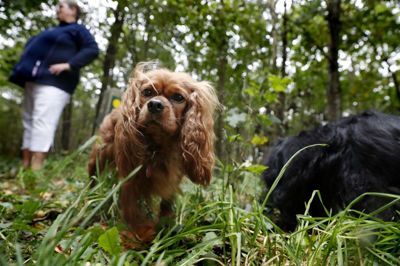 De mange dufte er gode for Pia Hvams to cavalierer, Trunte og Mille, som hun ugentligt tager med i hundeskoven. Foto: Flemming Hansen