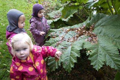 Forrest er det toårige Milou og dernæst Anna på to et halvt år samt Sara på knap to år. Den kæmpe gunnera-plantes blade kalder pigerne for dinosaur-blade, fordi de er så store. foto: Tom Laursen