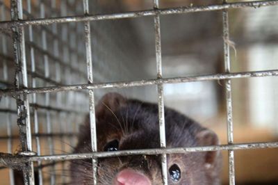 Både minkbranchen og myndighederne efterspørger samarbejde til at klare opgaven med at aflive millionvis af corona-ramte mink. Det går for langsomt, er begge parter enige om. Foto: Flemming Hansen