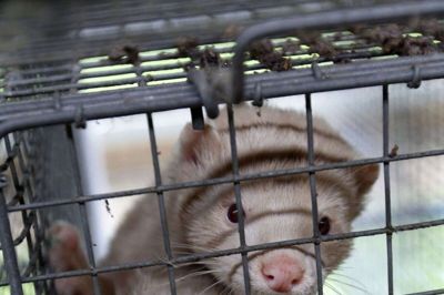 Mens lokale minkavler venter på aflivning af deres mink, giver frustrationer og bekymring for fremtiden og økonomien også udfordringer. Det forsøger et lokalt netværk med udgangspunkt i Bordingegnens Pelsdyravlerforening at imødegå. Foto: Flemming Hansen