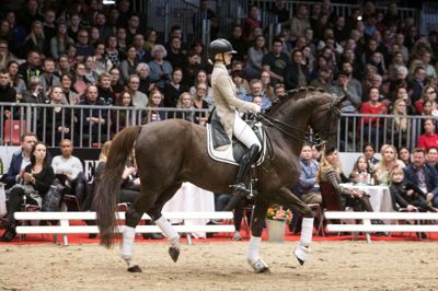 Der bliver hverken Hingstekåring eller Hest & Rytter-messe i Herning i år. Foto: Tom Laursen