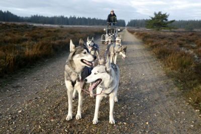 Benjamin Nørmark har ni sibirian husky, men denne dag bliver seks sat foran vognen. Foto: Flemming Hansen