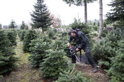 Der er helt små træer, der er små træer, der er større træer og de helt store. Alle kan ende som juletræer - også de opstammede, der kan få toppen skåret af. foto: Flemming Hansen