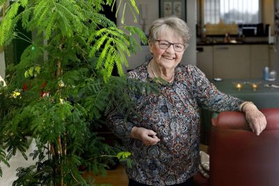 Lis Jensen - 90 år tirsdag 15. december - har altid haft grønne fingre og stor glæde ved at se ting gro. Især denne plante værner hun så meget om, at hvis hun er hjemmefra mere end et døgn, så arrangerer hun »pasning«, så den får sit daglige vand. Planten stammer fra et lille frø, som et barnebarn for en del år siden har haft med hjem fra Cuba, hvor han var rejseleder. Hvad planten hedder, fortaber sig i historien. Foto: Henrik Ole JEnsen