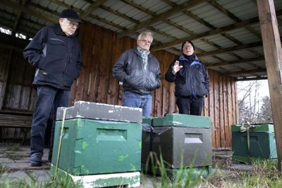 Det var en kold omgang, da tre biavlere, Svend Erik Eriksen, Egon Green og Svend Ebbensgaard, mødtes på Bakkegården i Gullestrup for at fortælle om Herning og Omegns Biavlerforenings 150-årsjubilæum. Og der var ikke engang nogle bier at vise frem. De klumpede sig sammen i de fem bistader, der foreløbig står her. Foreningen har også 15 bistader i skolebigården ved Løvbakke Naturskole lige i nærheden. Foto: Tom Laursen