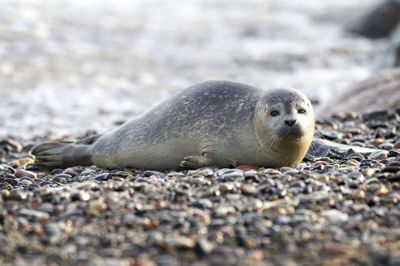 Rejsegæster kan blandt andet møde den spættede sæl, hvis de tager på safari i Danmark med et nyt herningensisk rejsebureau. Foto: PR-Foto