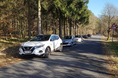 Midtjyderne hungrer tydeligvis efter at komme ud på nye oplevelser i naturen. Normalt er der ganske stille langs Klosterlundvej i Stenholt Skov, men efter en artikel om en lokal og en anelse overset naturperle blev bragt i Herning Folkeblad, var parkeringspladsen hurtigt fyldt og bilerne måtte henvises til vejsiden. Foto: Niels R. Hansen