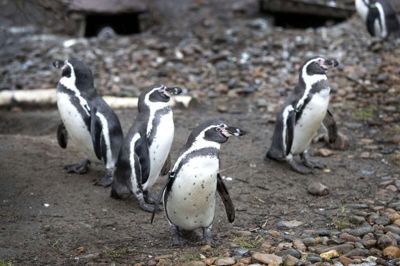 Pingvinerne i Jyllands Park Zoo har haft masser af grund til at vralte glade rundt i 2020. Parken endte nemlig med et rekordår, selvom udsigterne var dunkle i foråret. Foto: Tom Laursen