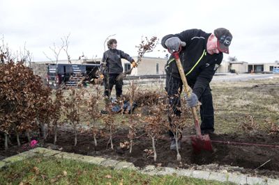 Jytte Holt Nielsen og Ib Rokkjær fra Arnborg Havepleje rykkede for nyligt ud til endnu en opgave, hvor der skulle plantes hæk. Snart er det forårsrengøring af haver, som fylder kalenderen. Foto: Tom Laursen