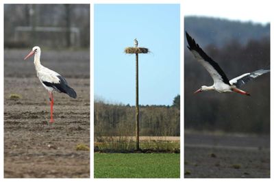 Foto: Xandra Housted