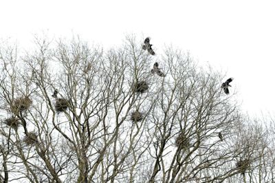 Rågernes koloni i Vildbjerg Lund bliver nu beskudt med en gaskanon. Foto: Flemming Hansen