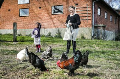 Der er mange slags høns hos Jeanette Vollmer. Datteren Thokozile hjælper med at passe dem.