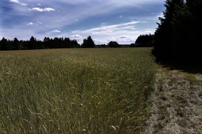 Rind Å Engen i Arnborg er et af de steder, hvor der er et ønske om at bygge rækkehuse og ikke kun parcelhuse. Foto: Henrik Ole Jensen