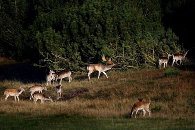 Bestanden af kronvildt på Ovstrup Hede vokser og vokser trods flere fællesjagter. Sidste år blev omkring 100 dyr nedlagt. Der skal skydes mindst det dobbelte for bare at holde bestanden i ave. Foto: henrik Ole Jensen