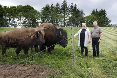 Peder Krogsgaard og Winnie Lohmann er stille og roligt ved at udvide deres besætning af amerikanske bison på Randeris Bison ved Videbæk. En kvie er på vej, og den er måske med kalv. Foto: Henrik Ole Jensen