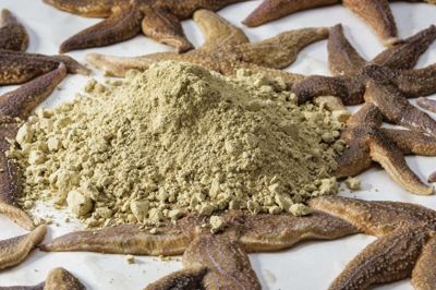 Kan søstjerner bruges i dyrefoder? Ja, det kan de, når de bliver omdannet til næringsrig protein på Vestjyllands Andels fabrik ved Skive. Foto: PR-foto