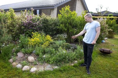 Anders Alrø Berninger, hustruen Astrid og parrets to små børn bosatte sig i Bording sidst i 2019. Familien købte et klassisk parcelhus med en ganske traditionel haveindretning i form af velholdte bede og en trimmet græsplæne. Men de nye ejere - og i særdeleshed Anders Alrø Berninger - drømmer om at bringe mere natur ind på matriklen og give planterne lidt friere vækstbetingelser. Derfor gik han i gang med at gøre haven mere »vild« og attraktiv for insekter og smådyr. Det er faktisk nemmere at opnå, end mange måske forestiller sig, fortæller haveejeren, der gerne vil inspirere andre til at gøre deres villahaver lidt vildere. Foto: Tom Laursen