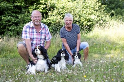 Judith og Per Ibsgaard har haft hunde af racen cavalier king charles spaniel siden 1995. Gennem tiden er det blevet til i alt syv hunde af racen, hvoraf de fire er døde. Den seneste i rækken er Chester på 14 uger, som blev en del af flokken for en måneds tid siden. Foto: Tom Laursen