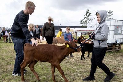 Ikke alle dyr er gamle nok til at kunne huske tiden før corona, men de kunne i hvert fald komme på dyrskue igen. Foto: JØrn Deleuran