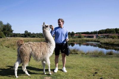 Alpakaen Valentin får en gulerod af Jesper Langager Bækgaard, der er på sin daglige tur hen til dyrene, der også tæller en alpaka mere og en lama samt et æsel og to shetlandsponyer, der går på engen for at holde græsset nede. foto: Jørn Deleuran