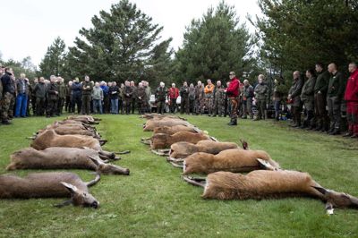 20 stykker kronvildt blev nedlagt ved en fællesjagt på og omkring Ovstrup Hede ved Ørre i oktober med deltagelse af 250 jægere. Forleden arrangerede Jens Peter Thorsen en lille jagt på sin ejendom ved Ovstrup Hede med otte jægere. De nedlagde 33 stykker kronvildt. Billedet er fra paraden efter en fællesjagt i oktober 2021. Foto: Jørn Deleuran