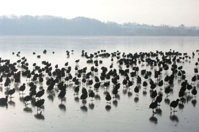 Engang var Ringkøbing Fjord rasteplads for 25.000 blishøns. Det ødelagde forurening. Foto: Torben Jakobsen